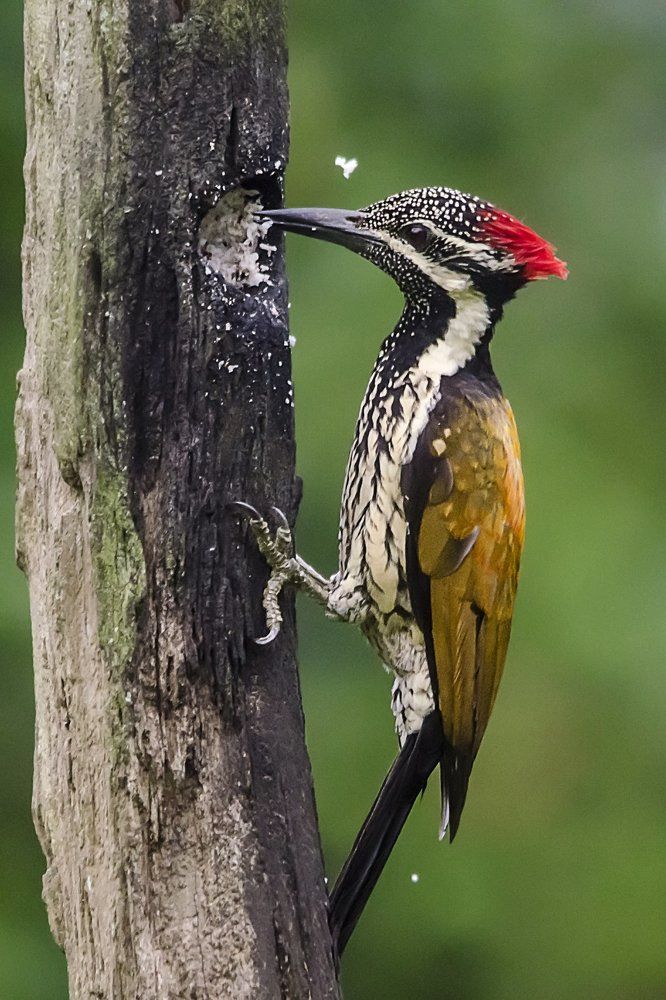 Leader golden back woodpecker