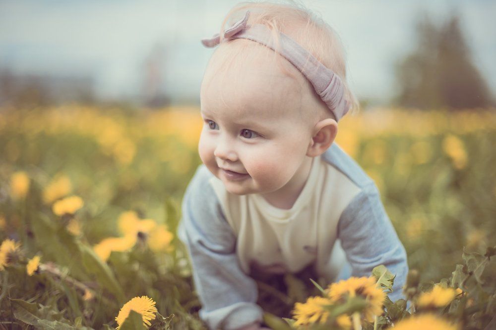 В поле одуванчиков