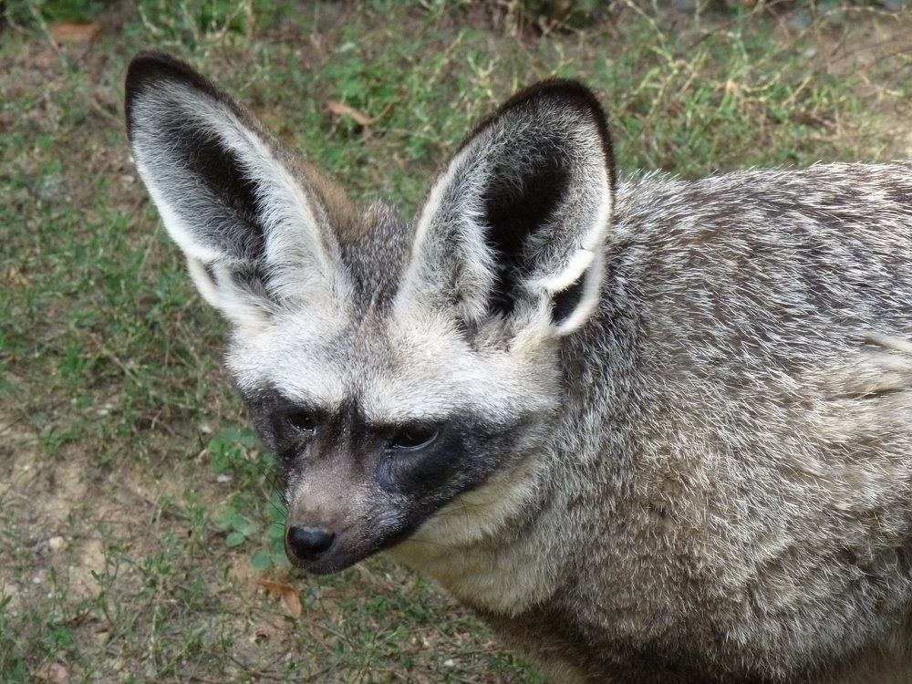 большеухая лисица