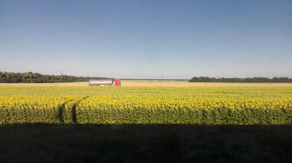 Поле с подсолнухами.