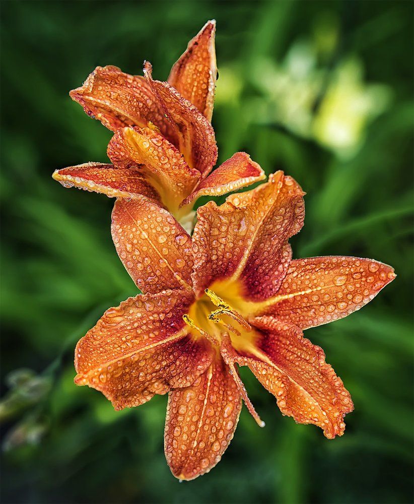 Лилейник после дождя