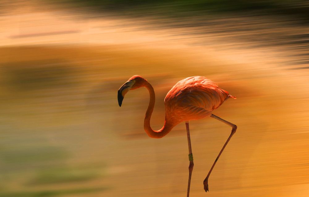 shadow's flamingo
