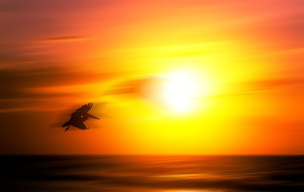 Pelican's golden hour