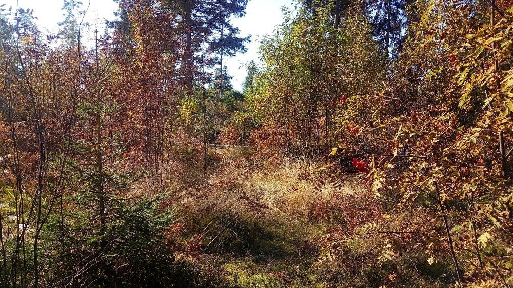 Осенний лес