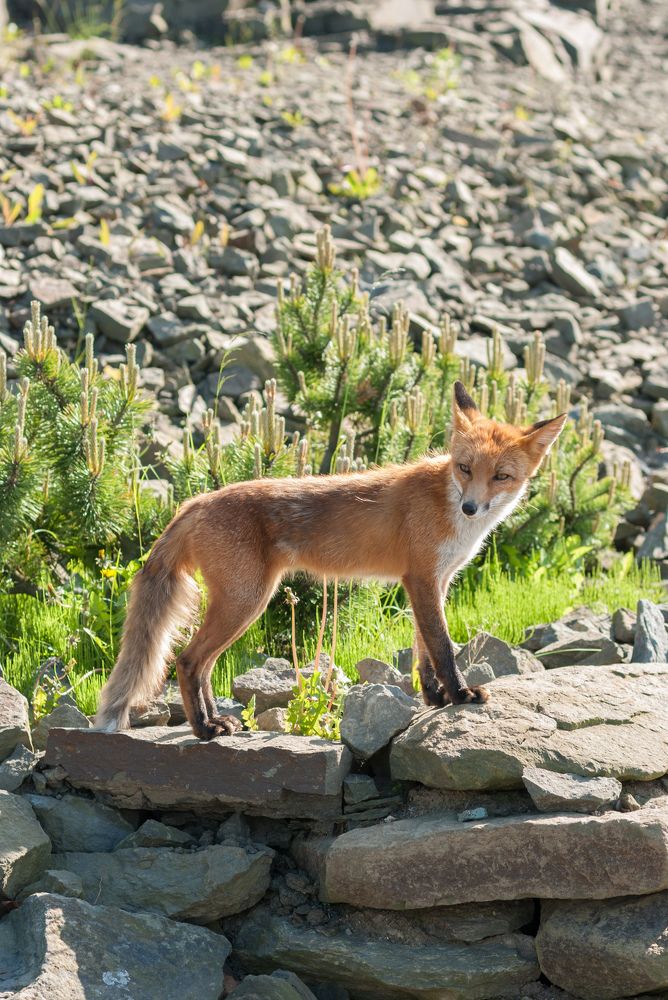 Внимание. Улыбочку. Сы-ы-ыр