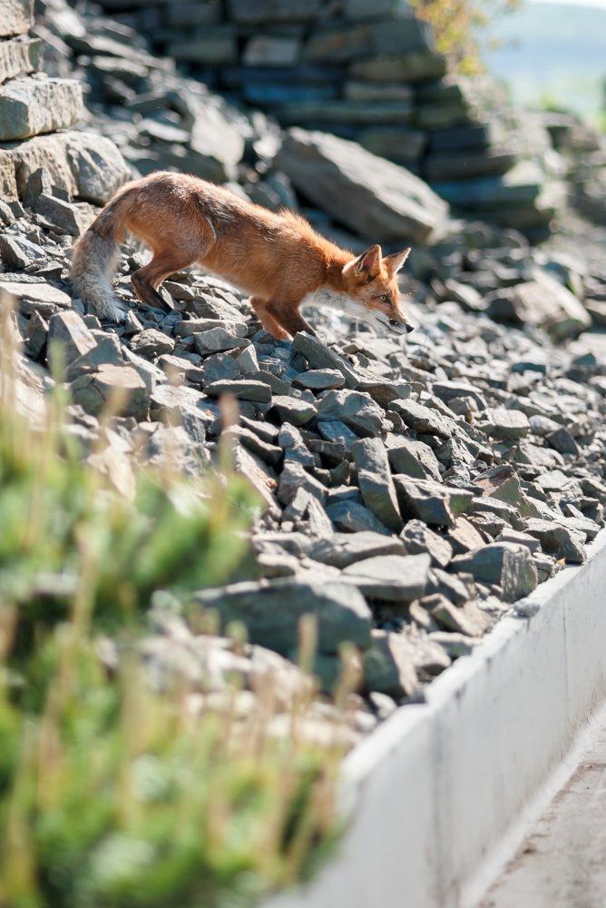 Колбасная охота