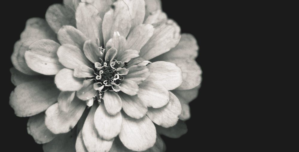 The flower