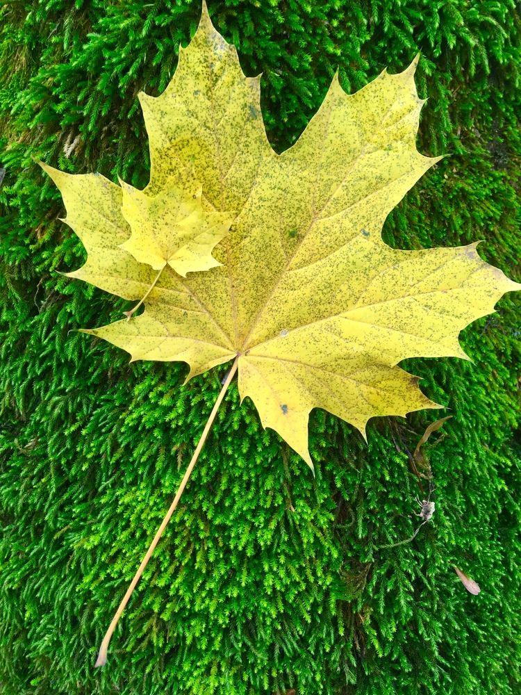 Photograph by Alpogor