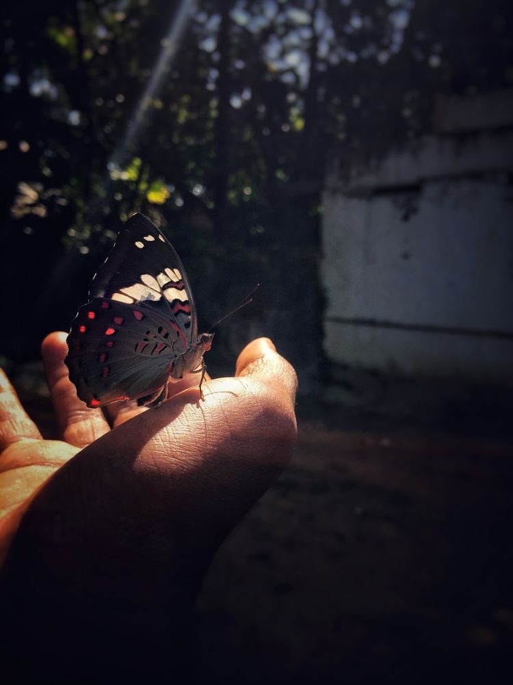 The lovely butterfly