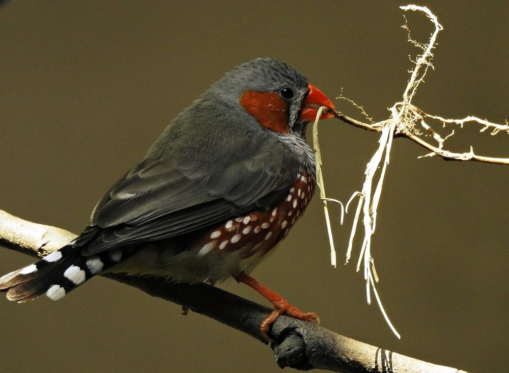 The Zebra Finch!