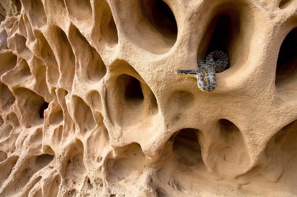 Полоз Палласа