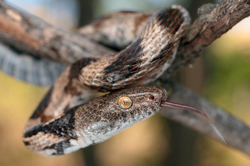 Кошачья змея