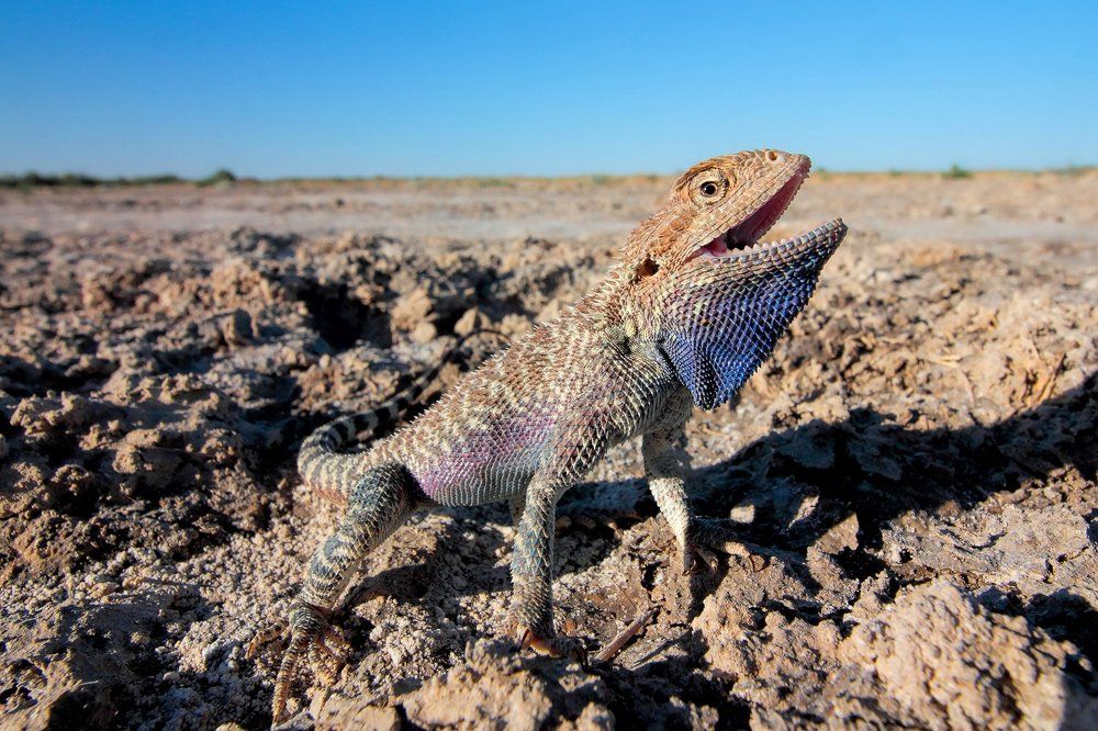 Синяя борода