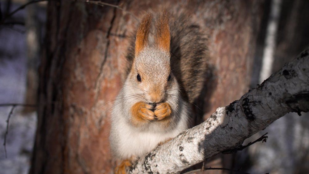 Белочка в лесу