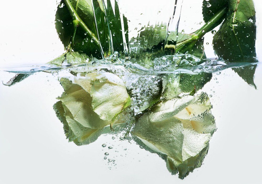 цветы в воде