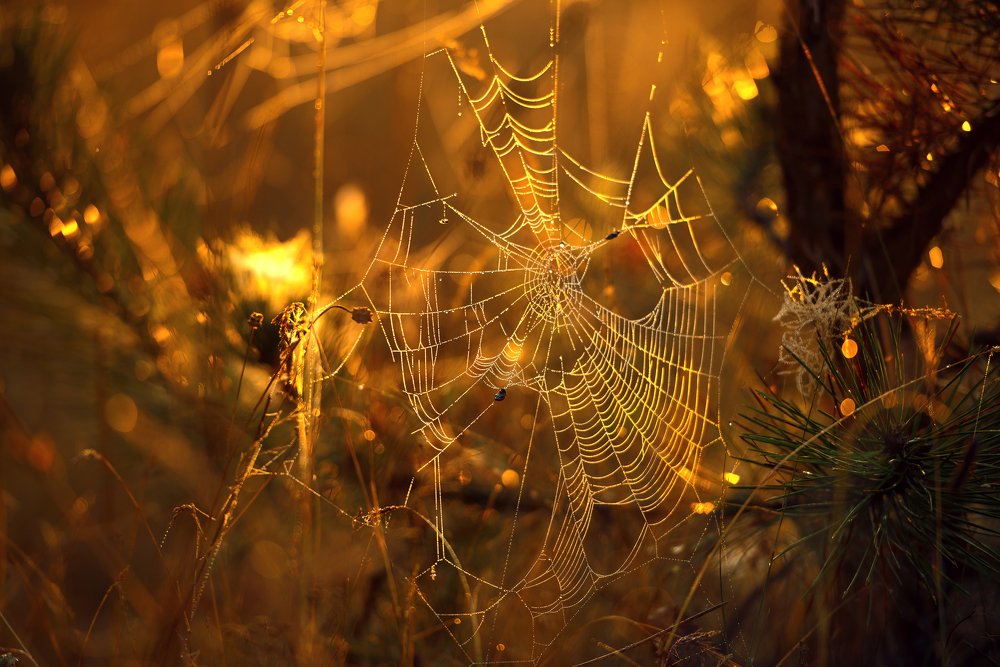 Photograph by Oleg Feofanov