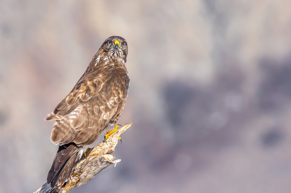common buzzard predator