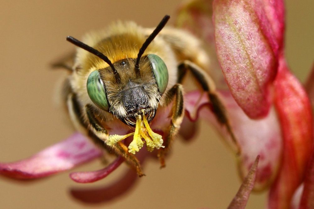 Pollinator