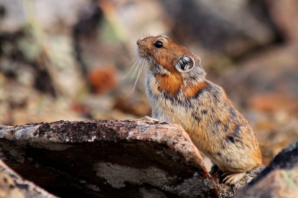 Северная пищуха