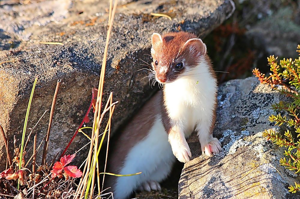 Горностай на Крайнем Севере