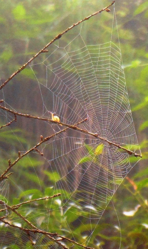 Snail into Spider's Web