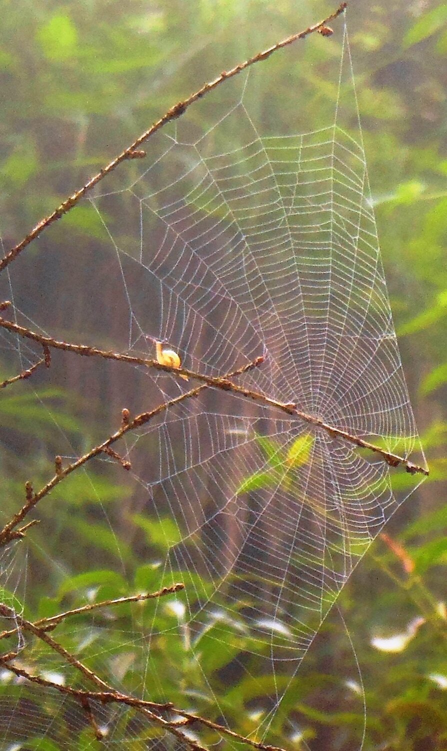 Snail into Spider's Web