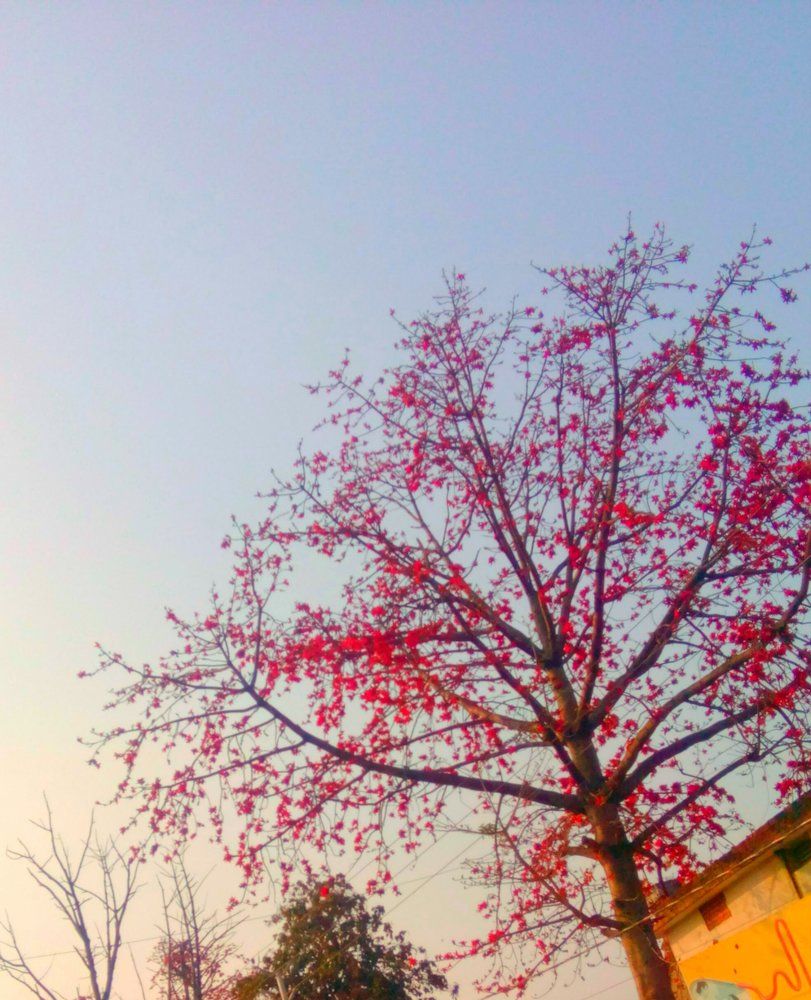 Red Autumn