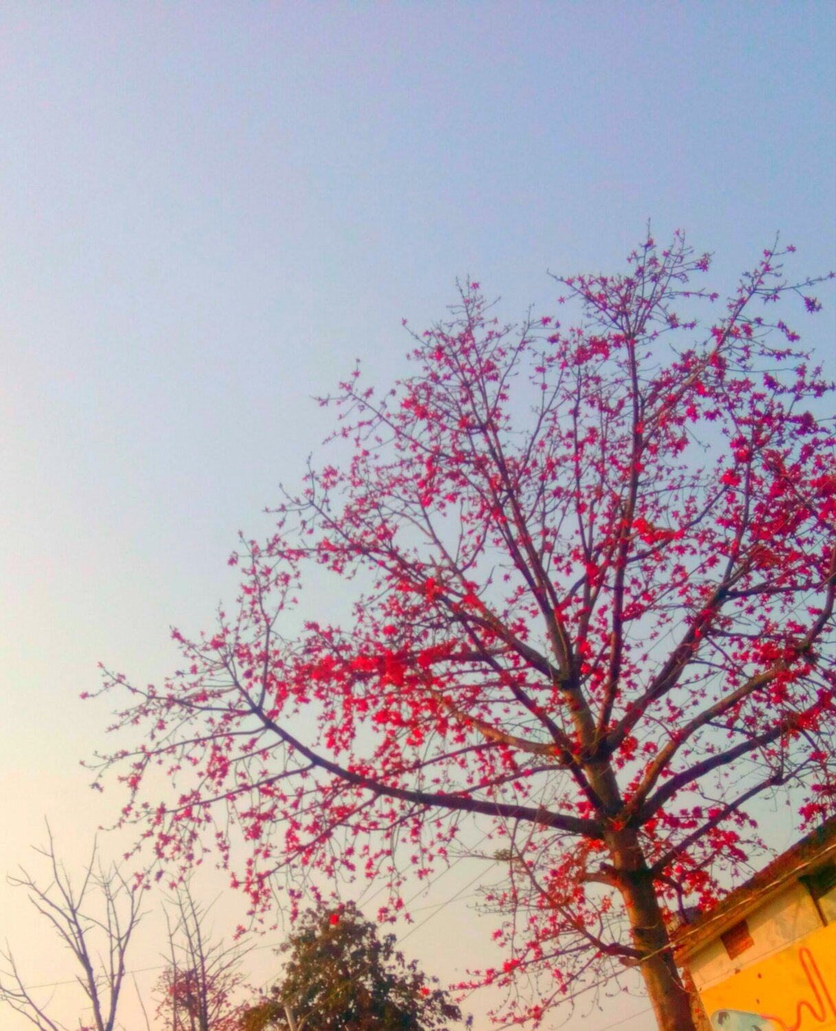 Red Autumn Red Autumn