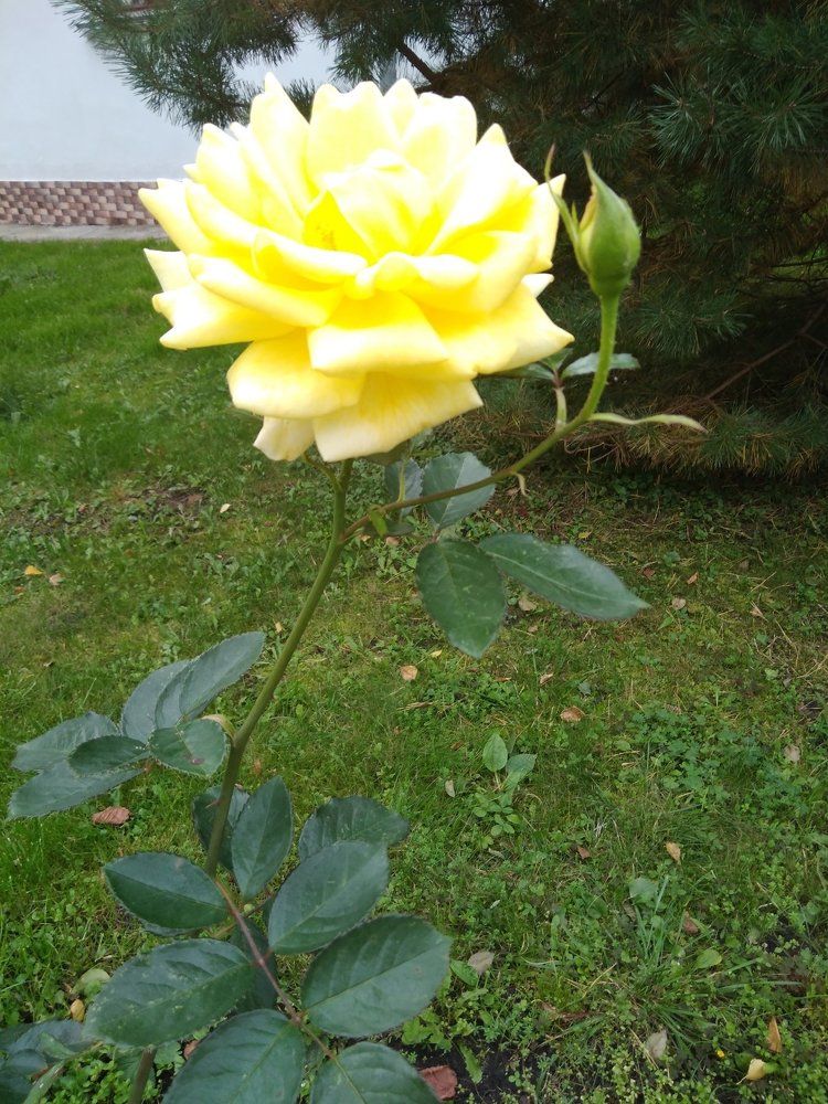 Роза чайная