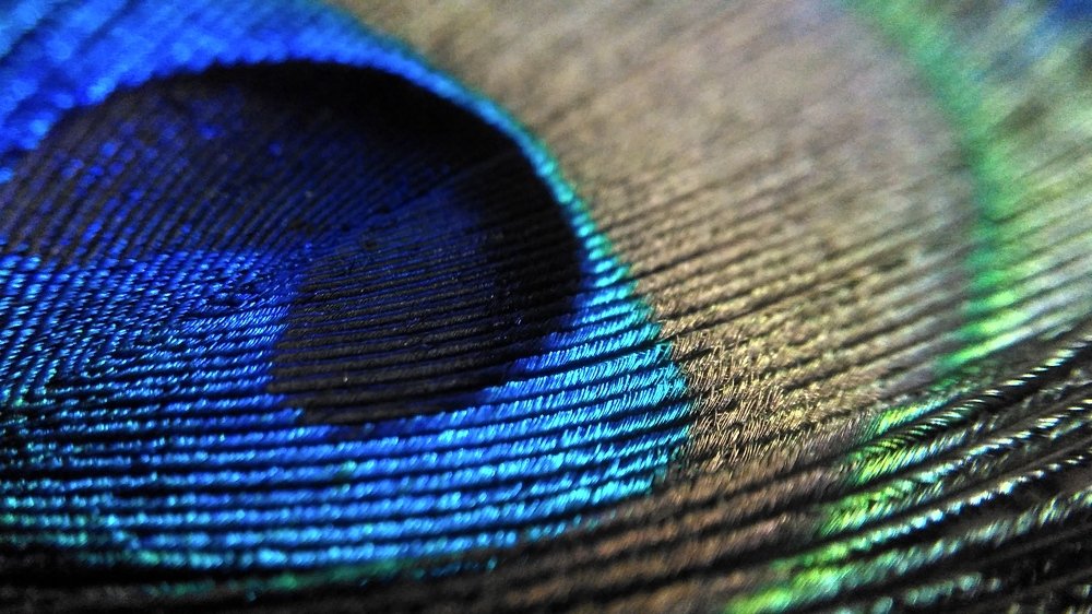 The beauty of feather