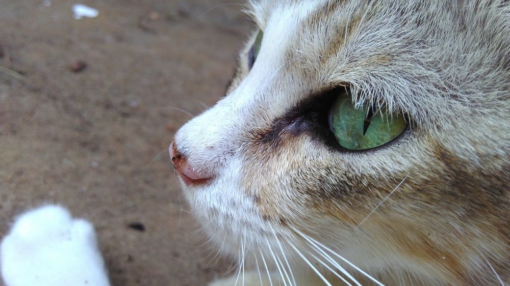 Into a cat's eyes