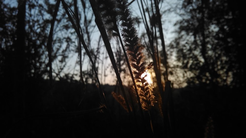 Through the sun and wheat