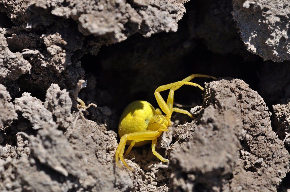 Мир жёлтового паука