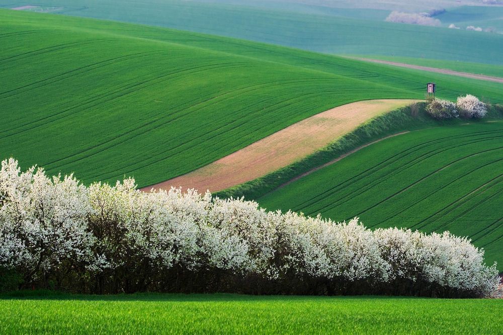 Весенние поля Моравии