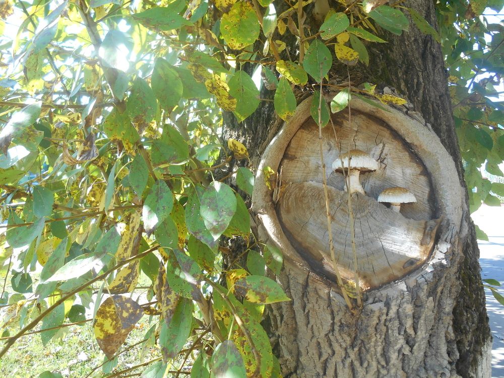 Два удальца,  из лесного окна