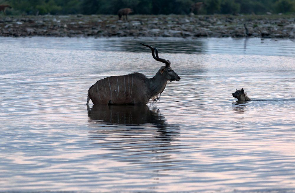 Намибия, охота стаи гиен на Куду