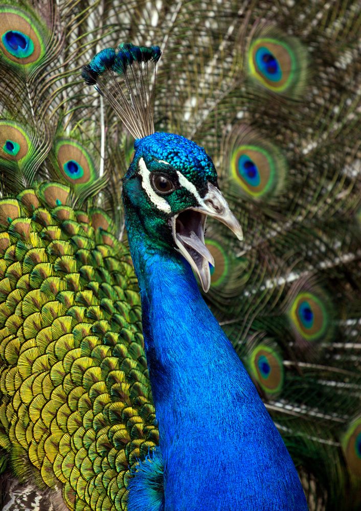 Не снимааааать!