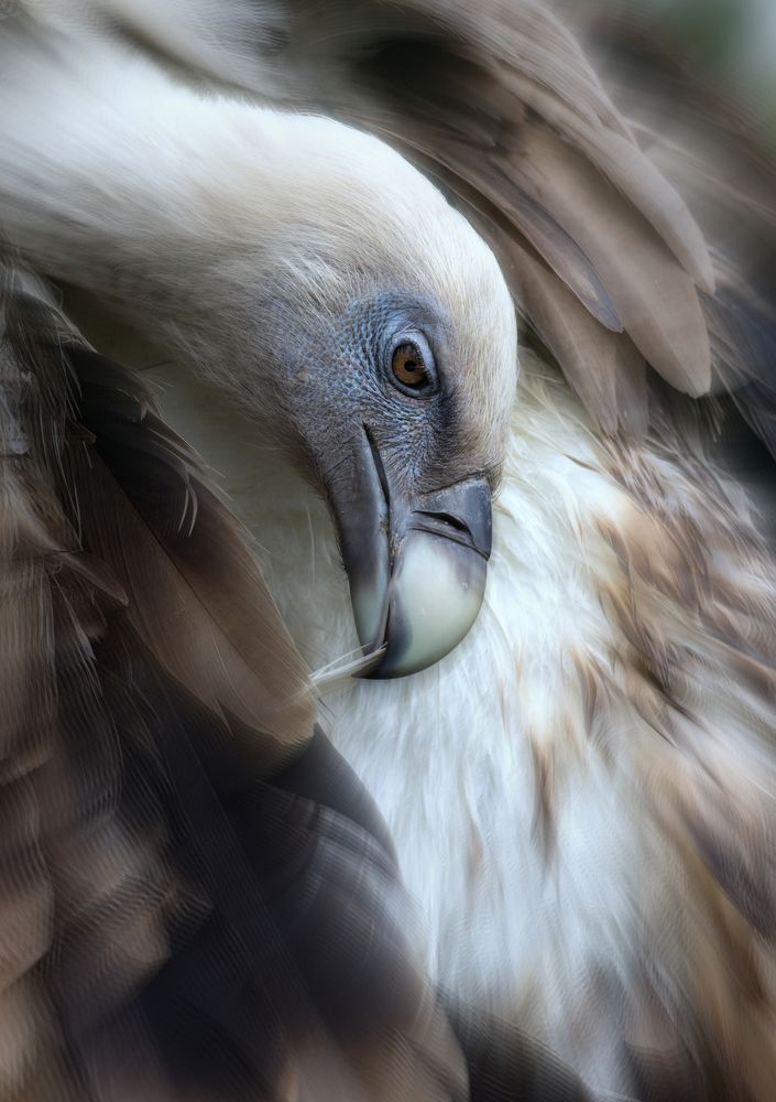 Белоголовый сип.