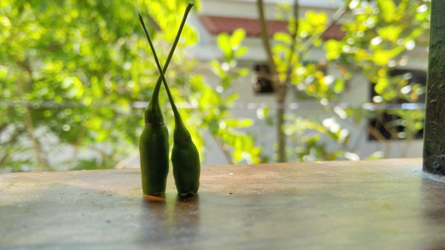 chilli life