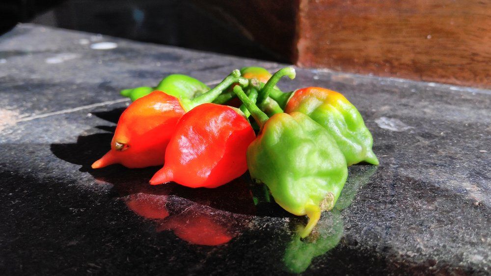 chilli family