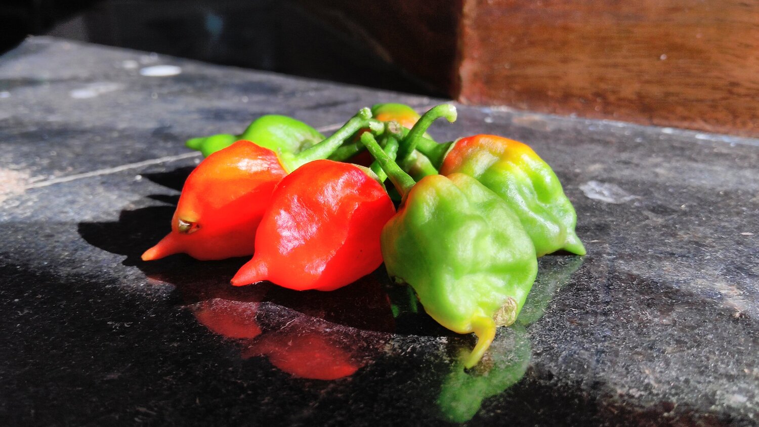 chilli family