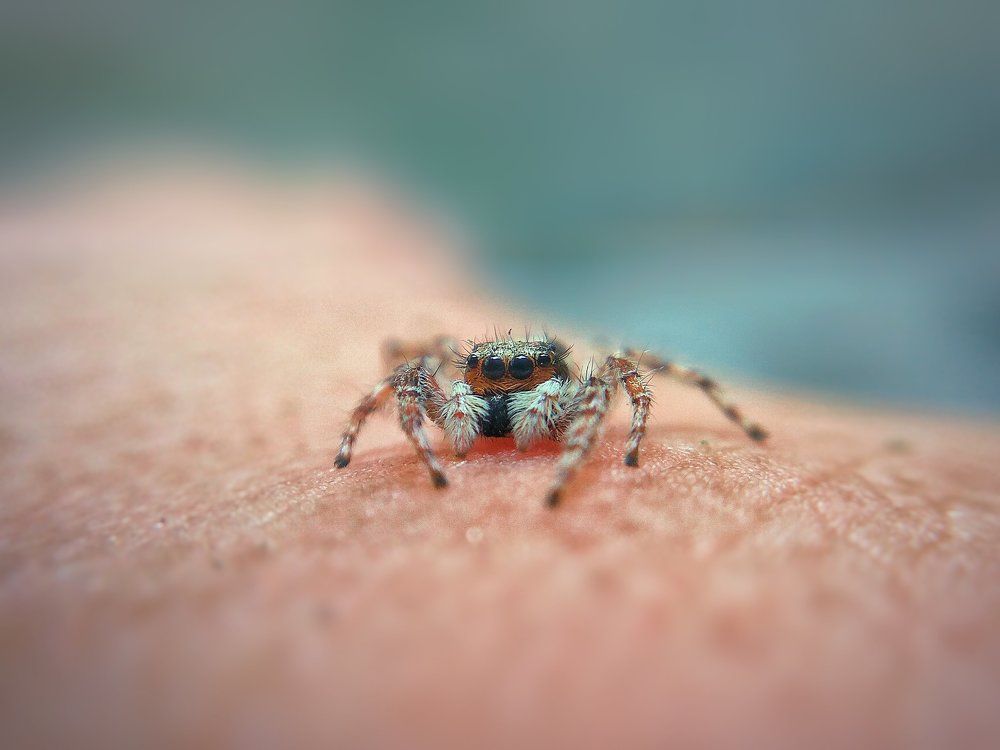 smiling spider