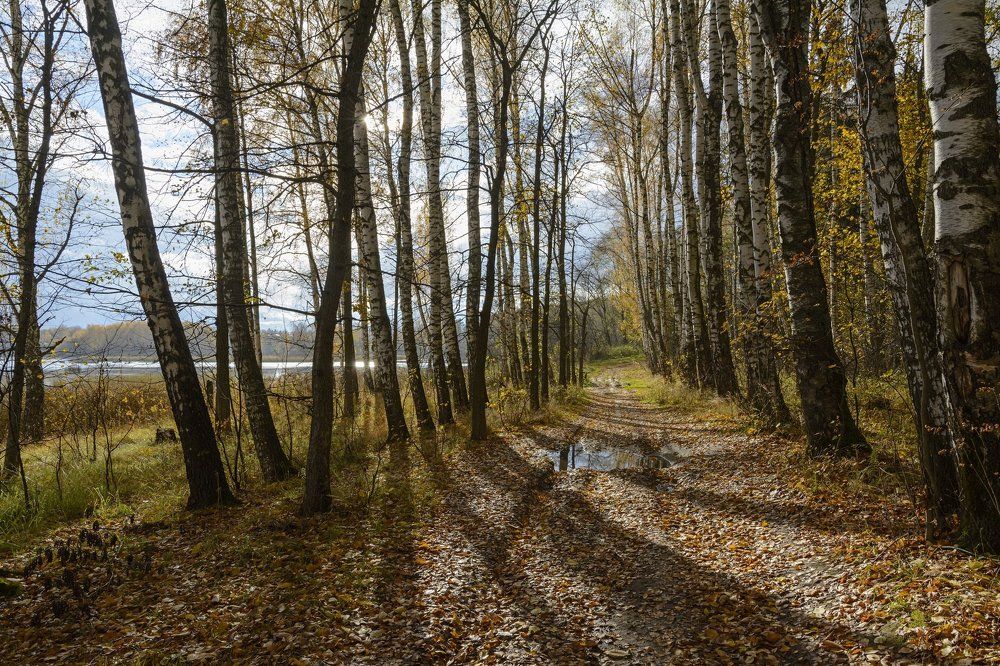 прозрачный лес один...