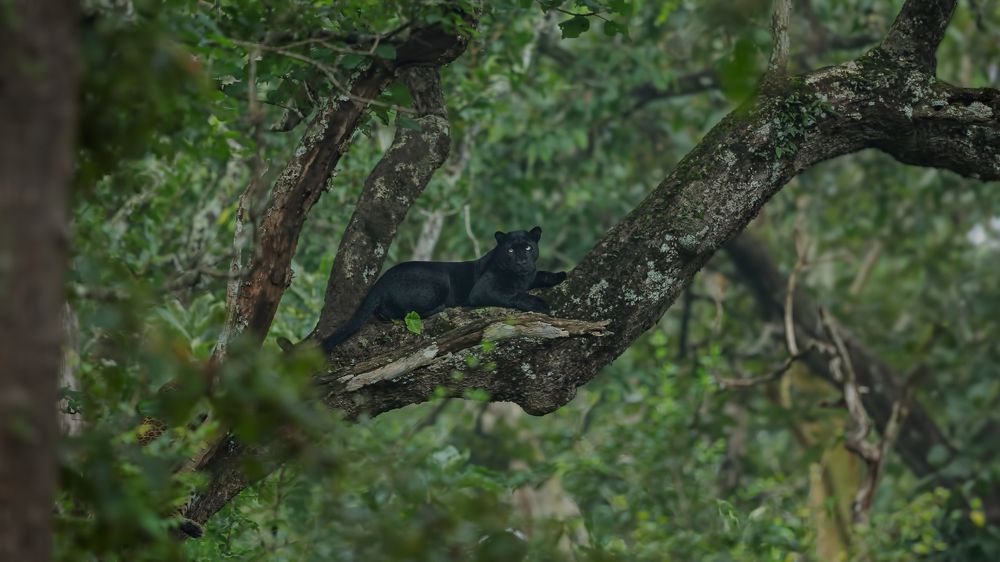Black Panther with his Girl Friend