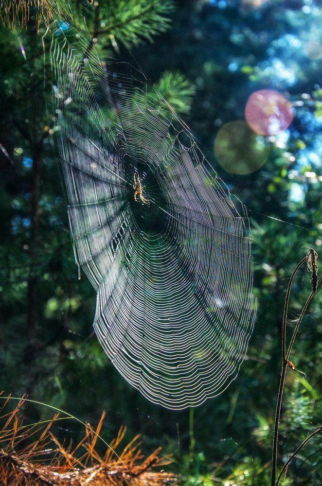 Лесной ткач за работой.