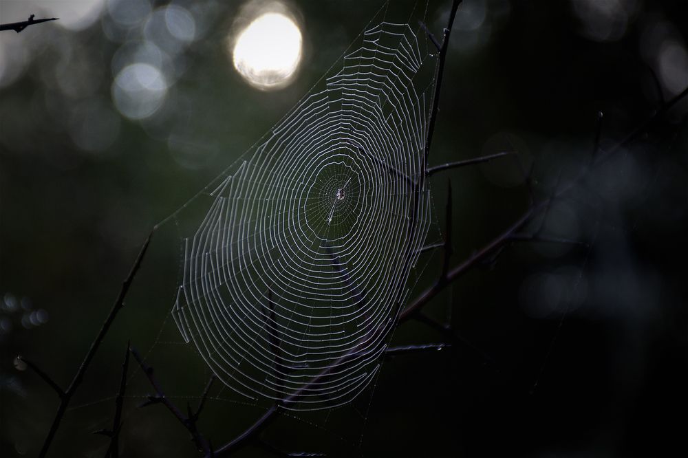 Spider's web