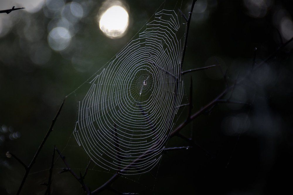 Spider's web