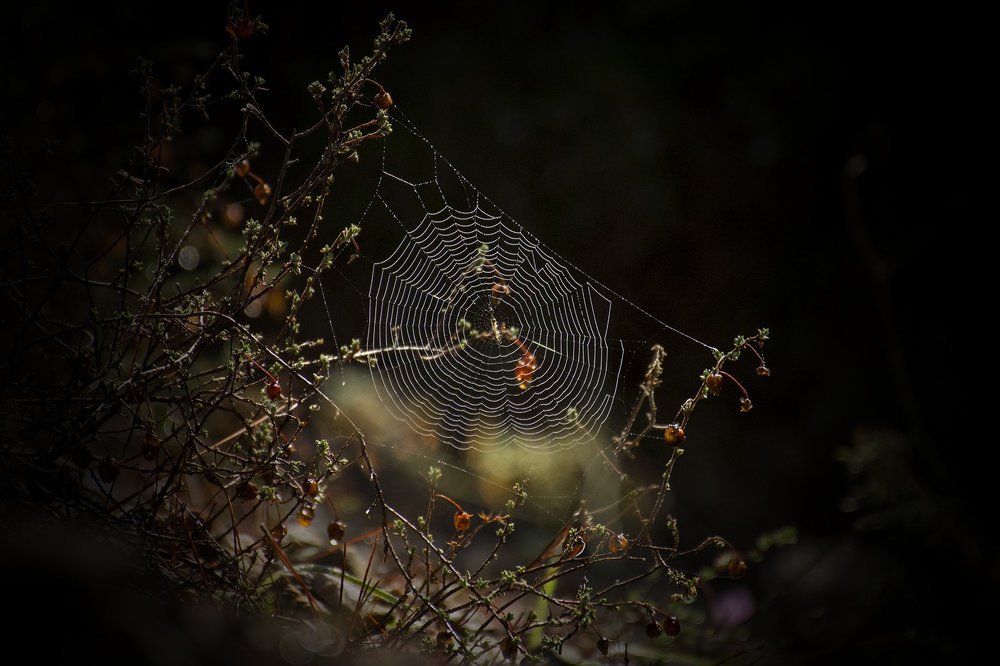 Spider's web