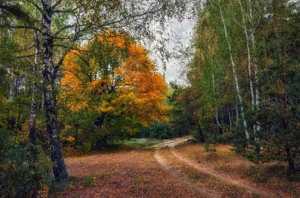 В осеннем лесу.