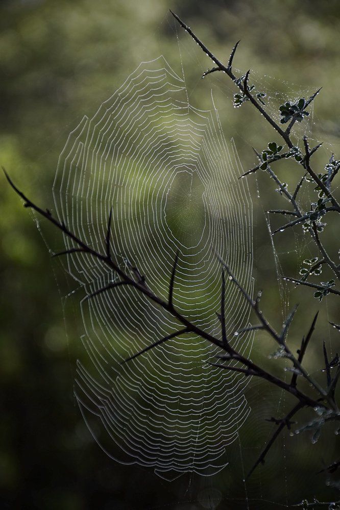 Spider's web